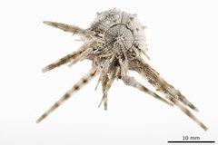 File:Stylocidaris maculosa - ECH-000224 hab-ven-select.tif (Category:Echinodermata in the Natural History Museum of Denmark)