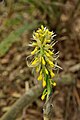 Calanthe lyroglossa