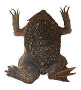 A Surinam toad with eggs embedded in the skin
