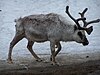 Reindeer in the city