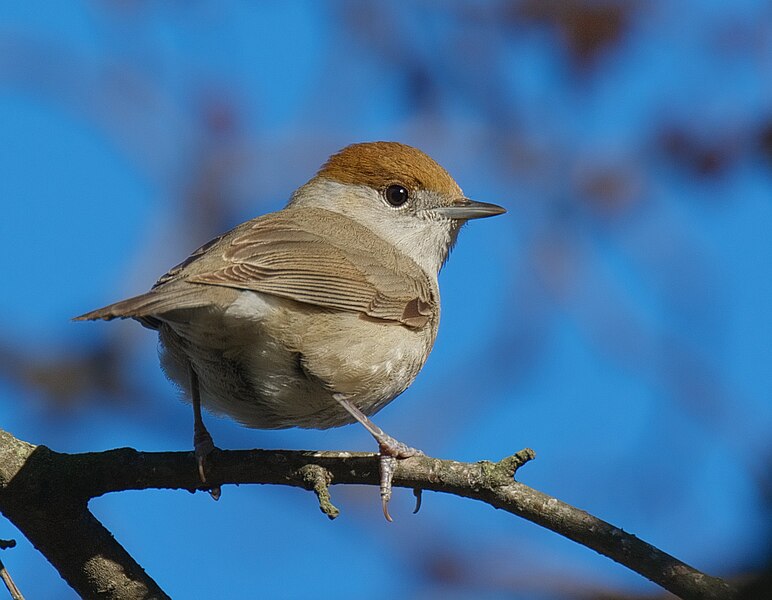 File:Sylvia atricapilla -Slottsskogen, Gothenburg, Vastra Gotaland, Sweden -female-8.jpg