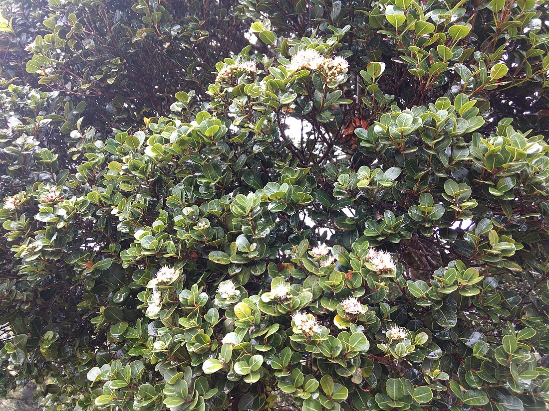 Syzygium calophyllifolium