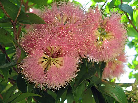 Tập_tin:Syzygium_luehmannii_2.jpg