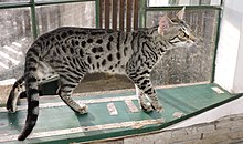 Savannah Cat (F5), half-year-old Szavanna macska F5.jpg