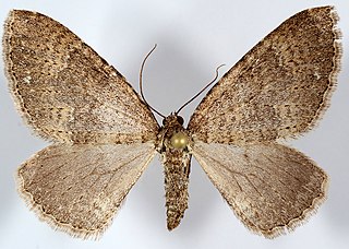 <i>Monostoecha</i> Genus of moths