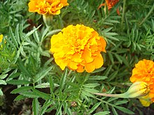 Tagetes erecta 03.JPG