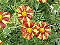 Tagetes patula?