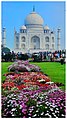 Taj mahal blossom