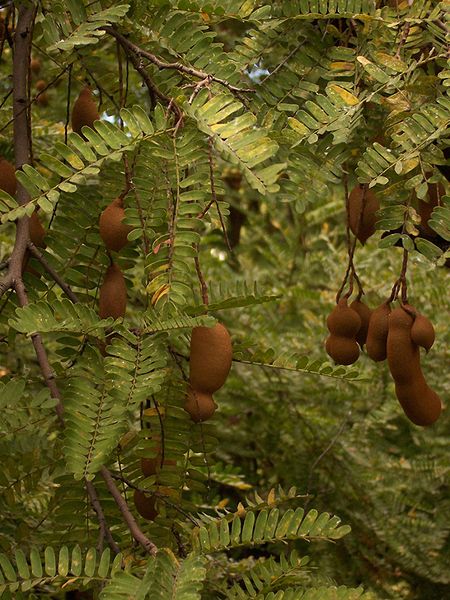 File:Tamarindus indica pods2.JPG