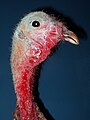 תרנגול הודו מפוחלצת במוזיאון לייטנר שבפלורידה.