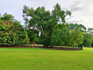 <span class="mw-page-title-main">Tembusu</span> Species of tree