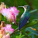 Picaflor zafiro en Alta Floresta - MT - Brasil