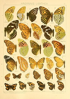 <i>Argynnis zenobia</i> Species of butterfly