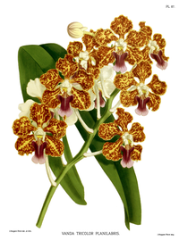 plate 87 Vanda tricolor var. planilabris Vanda tricolor