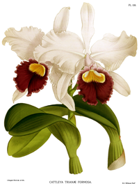 plate 108 Cattleya trianae var. formosa Cattleya trianae