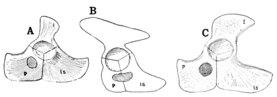 The Osteology of the Reptiles-086 uhygtfyuhgtf hv7gh ijuhg dfgdfgdfg -  PICRYL - Public Domain Media Search Engine Public Domain Search