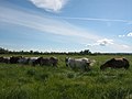 The Yakut horses on a meadow, Namski uluus, Yakutia, Siberia, Лошади на лугу (Намский улус) - panoramio.jpg