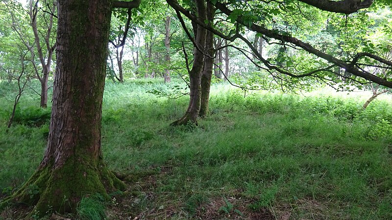 File:The old Snodgrass Farm's site & plantation, Longford Misk, Irvine.jpg