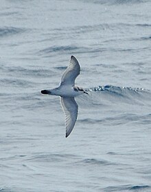 Thin-billed Prion (Pachyptila belcheri) in the Drake Passage Thin-billed Prion 1.jpg