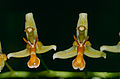 Coelogyne blumea