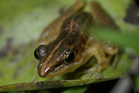 Tập_tin:Three-striped_Grass_Frog_(Hylarana_macrodactyla)_長趾蛙3.jpg