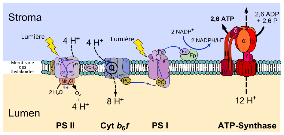 Enzymes membranaires et protéines transporteuses d'électrons de la photophosphorylation non cyclique.     • PS II : photosystème II.     • PQH2 : plastoquinone.     • cyt b6f : complexe cytochrome b6f.     • PC : plastocyanine.     • PS I : photosystème I.     • Fd : ferrédoxine.     • Fp : ferrédoxine-NADP+ réductase.     • ATP synthase.