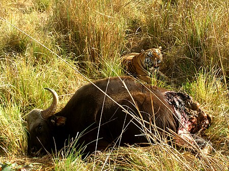 Tập_tin:Tiger_with_gaur_kill.jpg