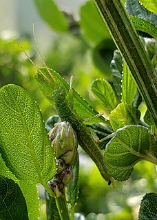 <i>Timema monikense</i> Species of insect