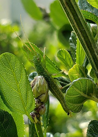 <i>Timema monikense</i> Species of insect