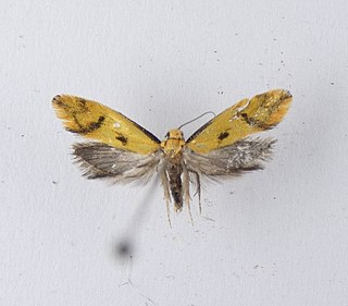 <i>Tingena actinias</i> Species of moth, endemic to New Zealand