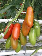 Pomodoro di San Marzano dell'agro sarnese-nocerino