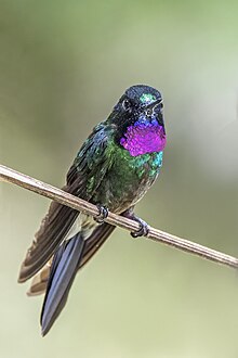 Tourmaline sunangel (Heliangelus exortis) male Caldas 2.jpg