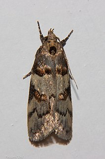 <i>Trachypepla contritella</i> Species of moth endemic to New Zealand