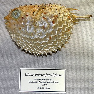 <i>Tragulichthys</i> Species of fish