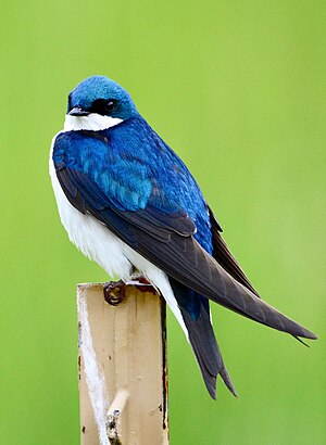 A tree swallow at Stroud Preserve, Pennsylvania