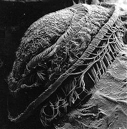 Електронна мікрофотографія інфузорії роду Trichodina із зябер лобаня (Mugil cephalus)