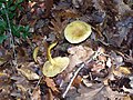 Esemplari di Tricholoma sulphureum, noto per l'odore di "gas illuminante" (acetilene)