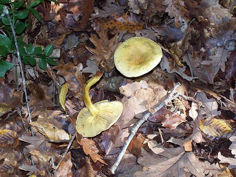 File:Tricholoma Sulphureum01.jpg