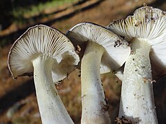 Tricholoma virgatum G5 (2).JPG