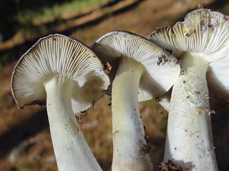 File:Tricholoma virgatum G5 (2).JPG