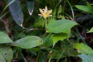<i>Tricyrtis latifolia</i> Species of flowering plant