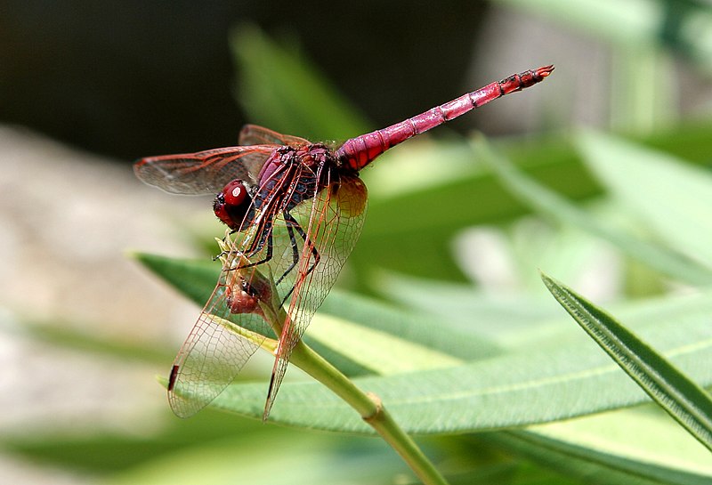 File:Trithemis annulata Violetter Sonnendeuter side.jpg