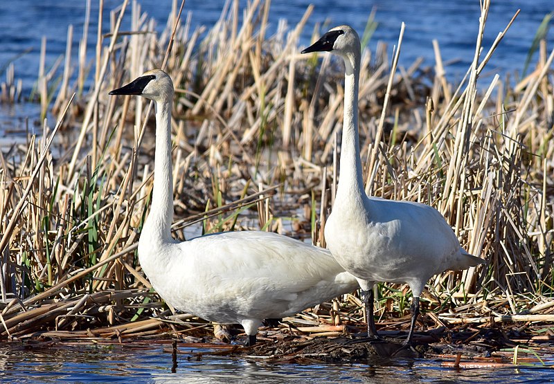 File:Trumpeter swan pair on Seedskadee National Wildlife Refuge (34886394651).jpg