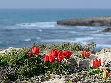 Tulipa agenensis, Israel Tulipa agenensis sharonensis 1.jpg