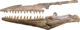 Tylosaurus nepaeolicus AMNH 124, 134.png