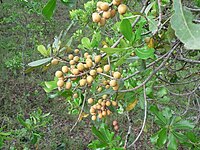 Uapaca guineensis