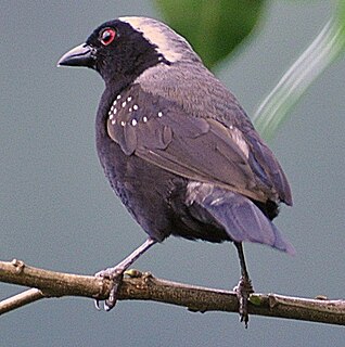 <span class="mw-page-title-main">Grey-headed nigrita</span> Species of bird