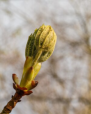 Flared flower bud of a chestnut (Castanea sativa). De Famberhorst in the Netherlands