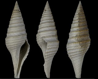 <i>Unedogemmula contigua</i> Species of gastropod