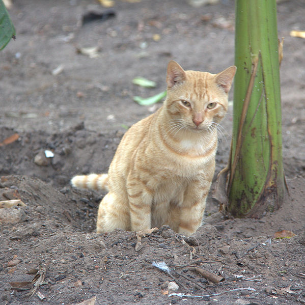 File:Urinating brown cat.jpg